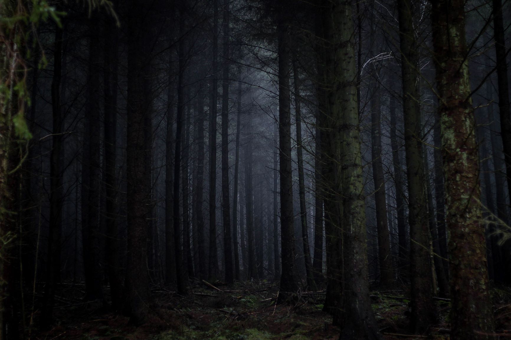 Dark trees in a forest at night