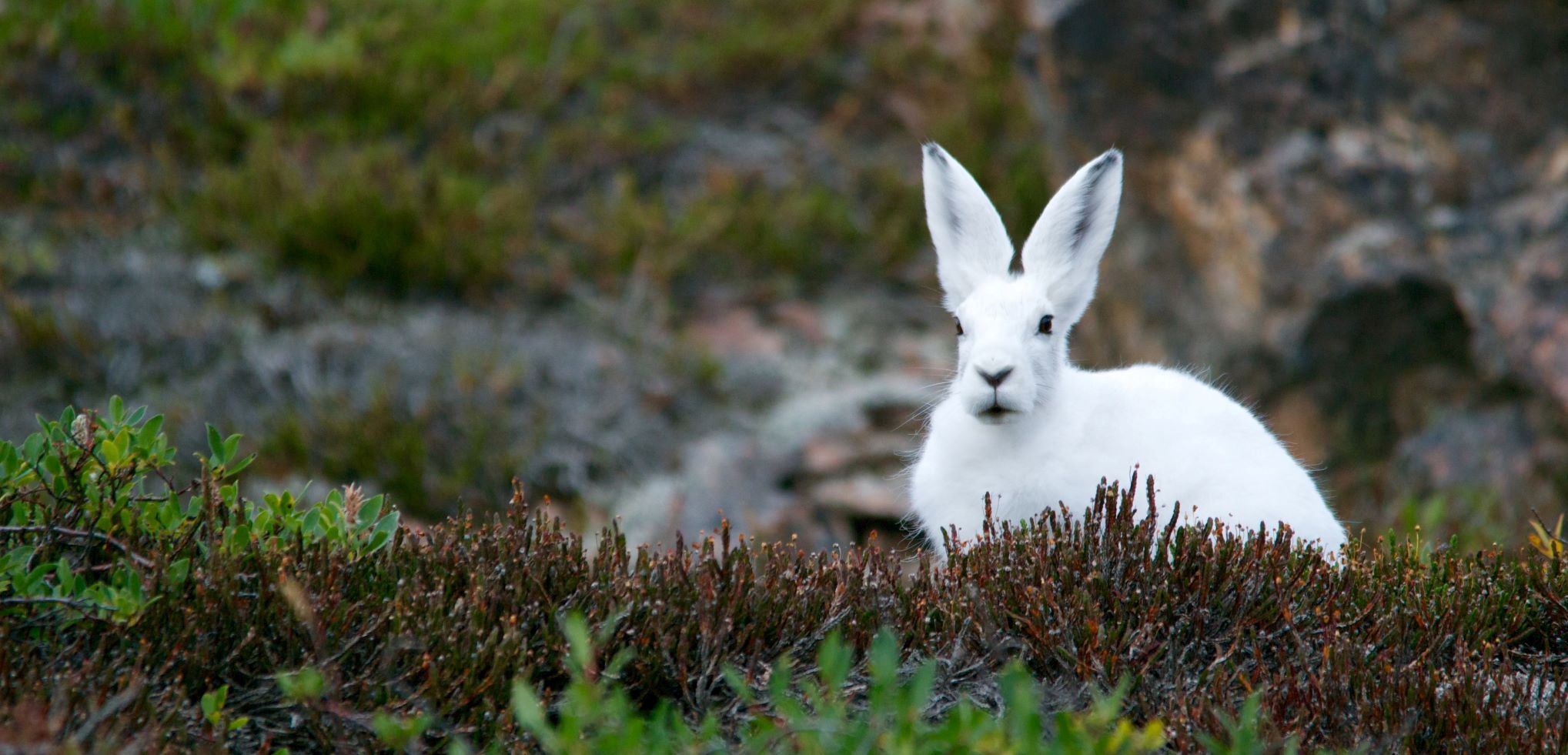 A mountain hare with white winter coat sitting amongst green heather