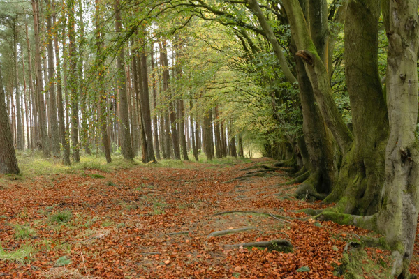 Forest path covered in orange leaves surrounded by widely spaced broadleaf trees