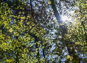 Sun shining through leafy branches