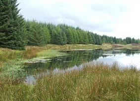 A loch surrounded by trees and reeds