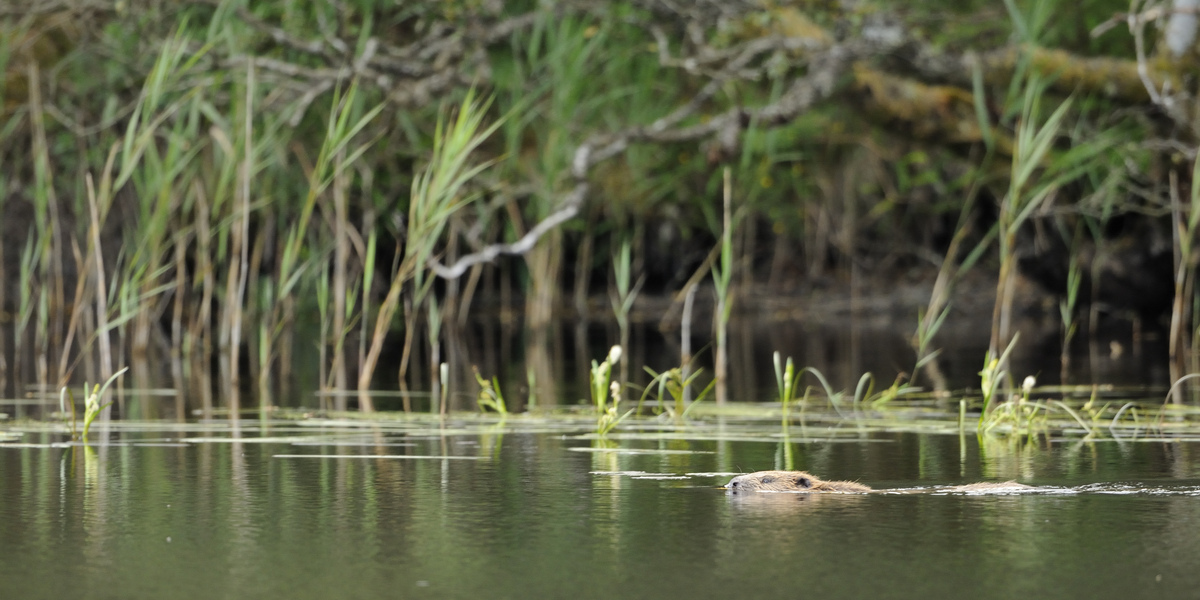Beaver swimming in a loch