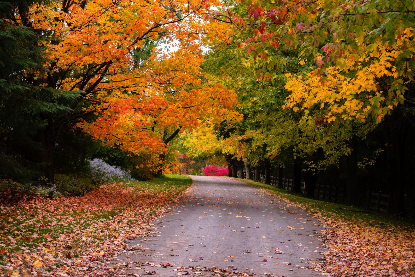 A forest road surrounded by trees in autumn colours of yellow, orange and red