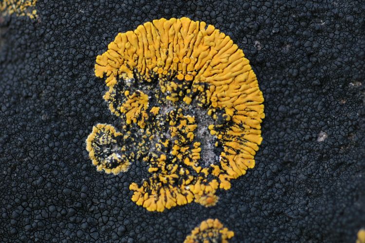 Close up of yellow lichen on dark coloured rock