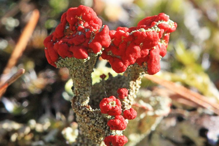 Lichen with bright red knobbles on forest floor