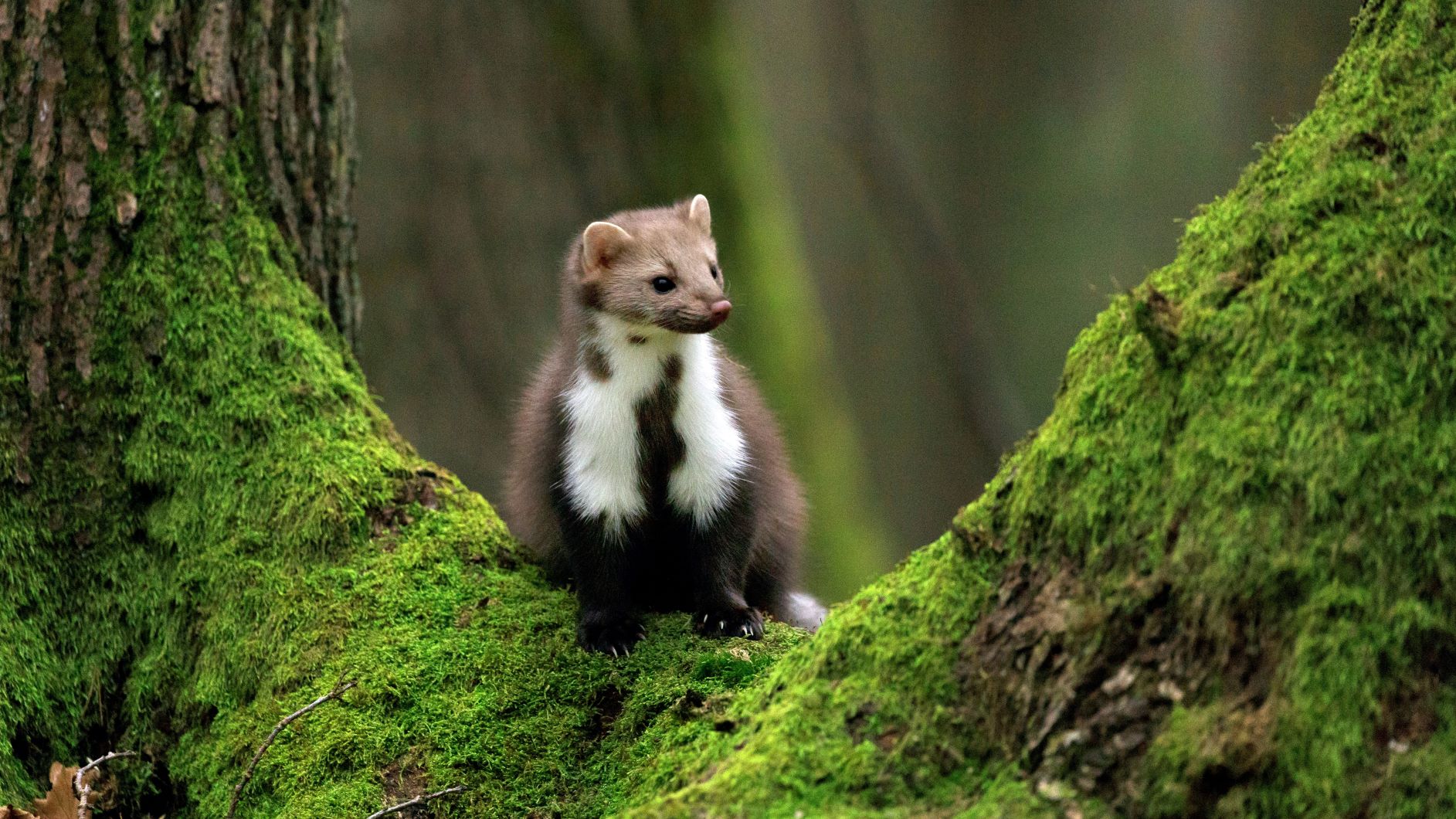 A brown pine marten sitting on a mossy tree branch