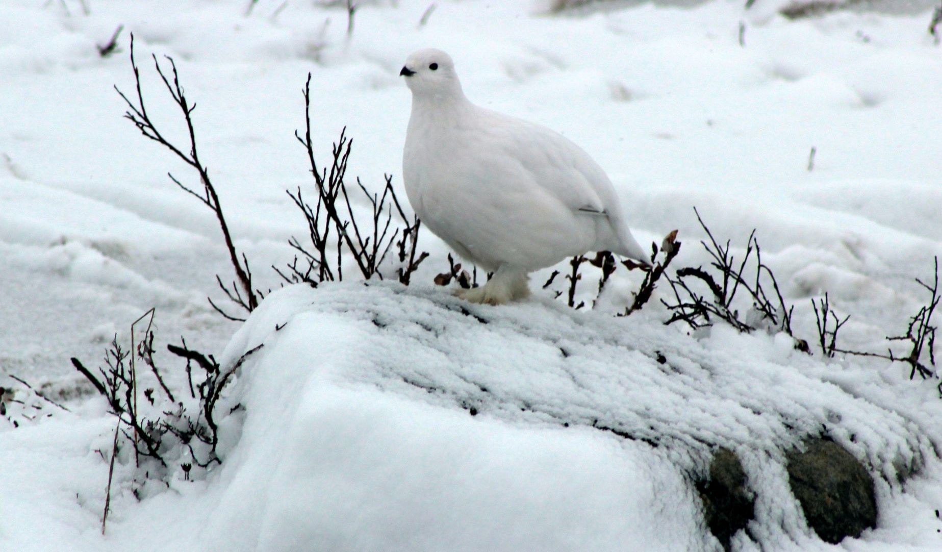 A pure white ptarmigan bird sitting on a rock covered in snow