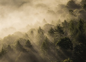 Hillside conifers bathed in mist