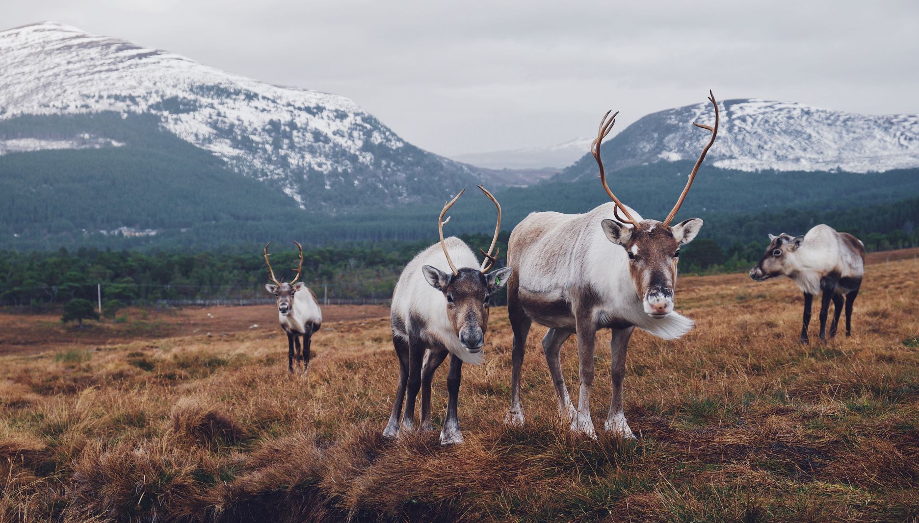 Several reindeer standing on an open hillside with snow-capped mountains in the background