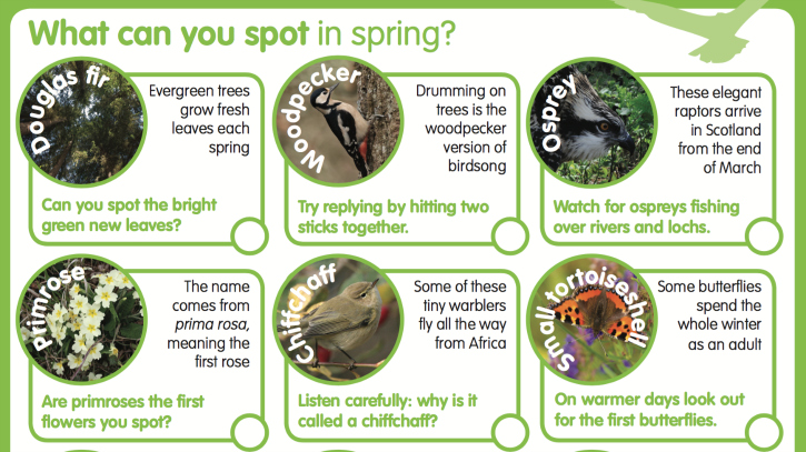 A graphic of a spring animal identification chart