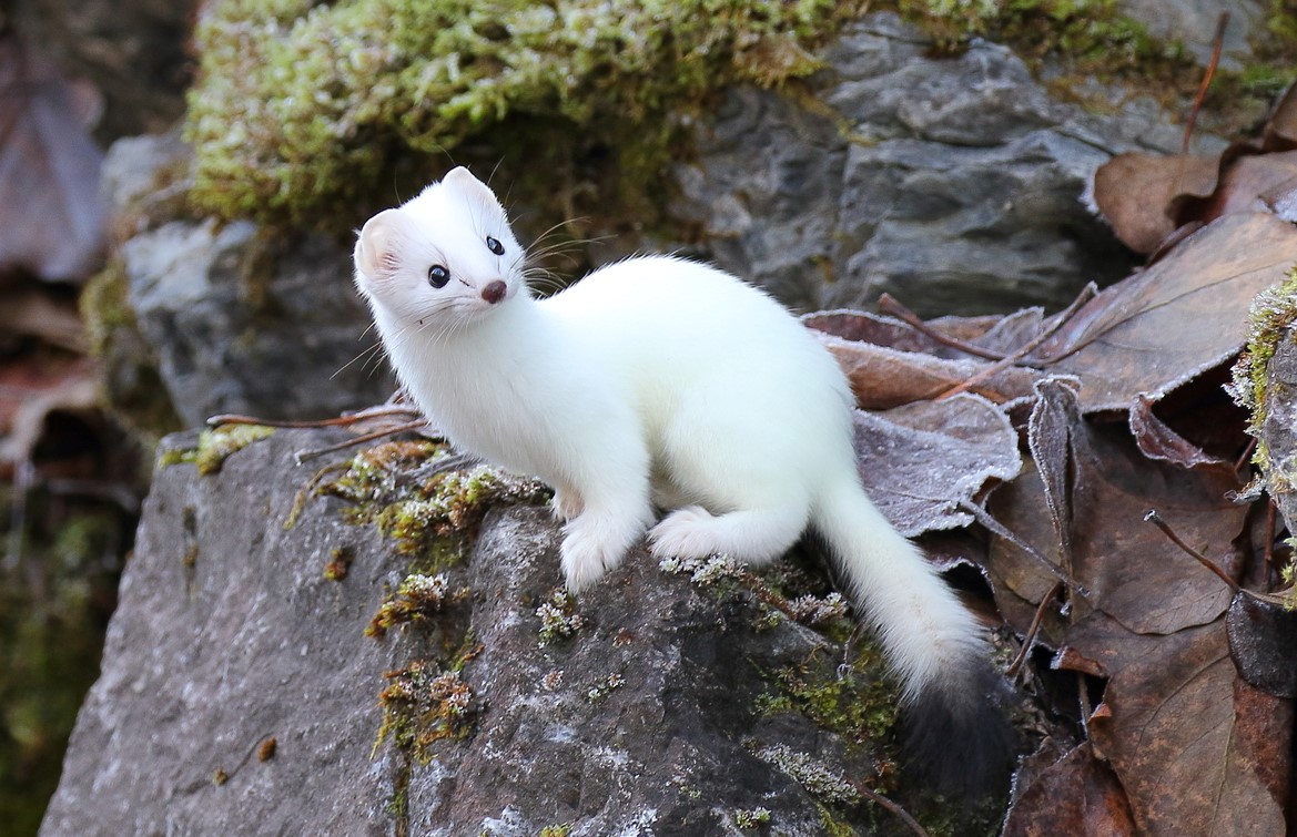 A small stoat with pure white winter coat and black-tipped tail sitting on grey rock