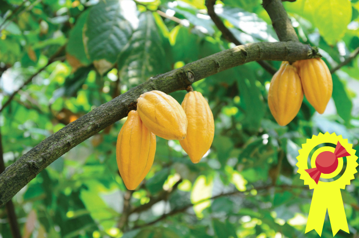 cocoa tree with fruit