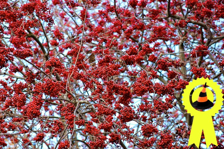Tree branches hung with red berries