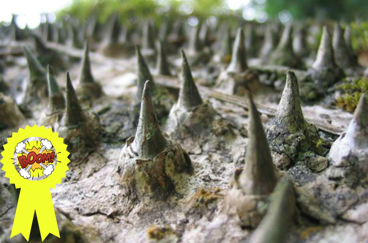 close up of sandbox tree spikes