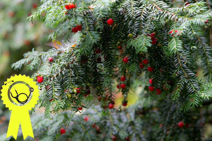 Close up of tree branch covered in green needles and hanging red berries