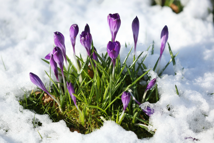 A patch of wild crocuses coming out of the snow in spring. 
