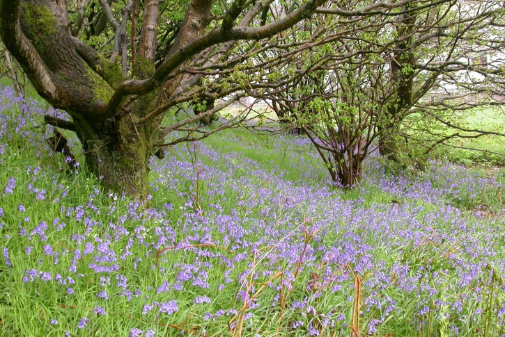 A bluebell covered woodland path in Garscadden.