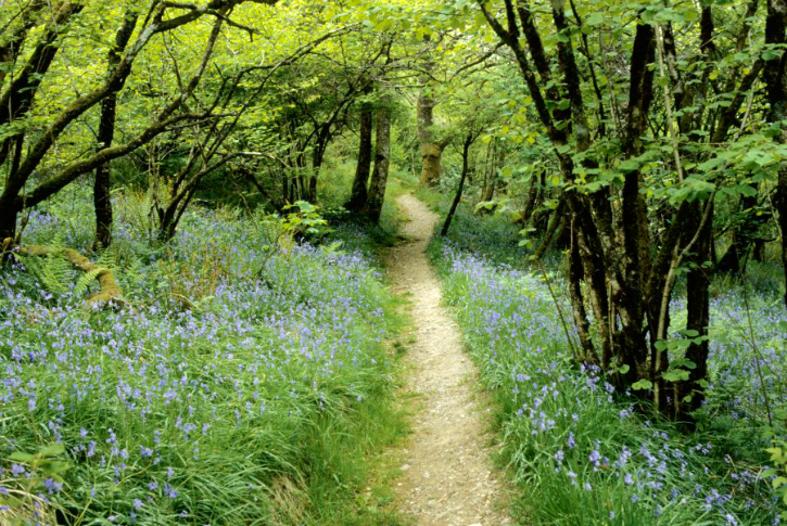 A bluebell covered woodland path in Glengranter. 