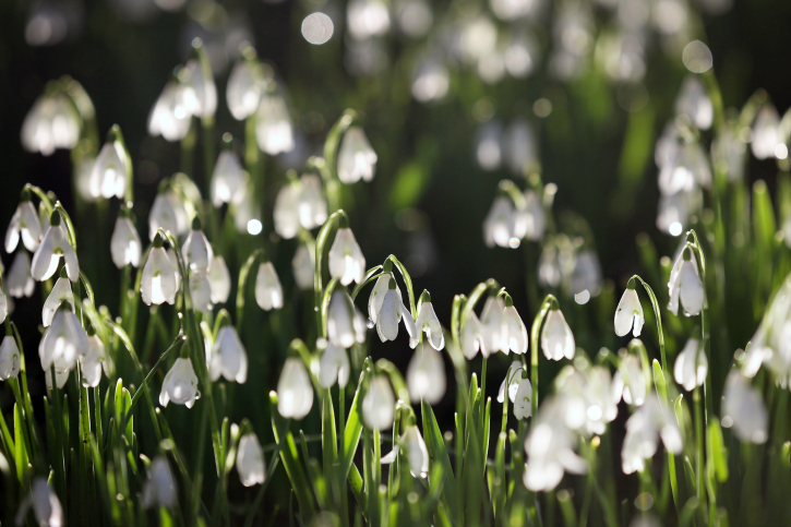 A field of the Scottish wildflower, snowdrops. 