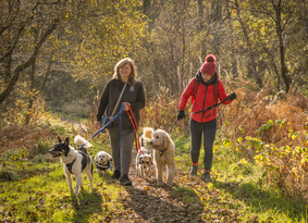 Two women walking four dogs along a woodland path