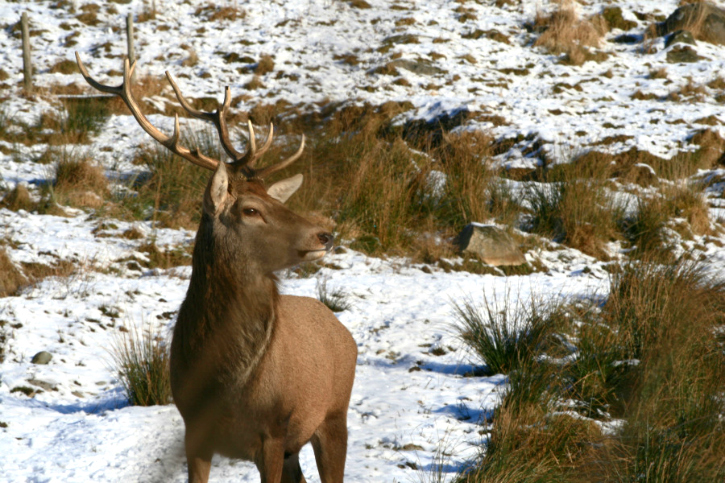 red deer stag in the snow