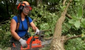 A female forester cutting down a small tree with a chainsaw. 