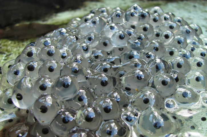 A close up of frog eggs