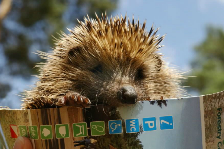 A hedgehog sitting on a pamphlet 