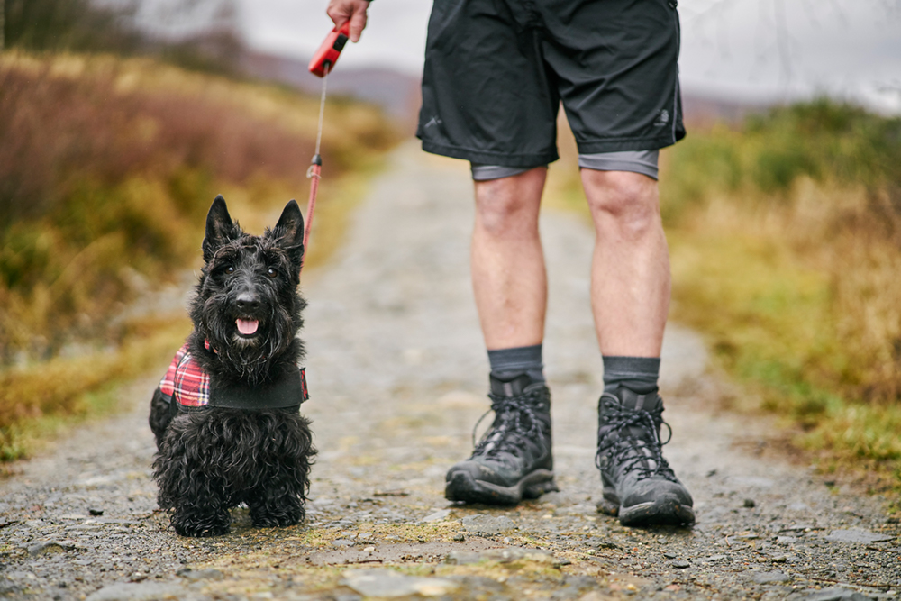 A Scottie dog sitting at its owners feet 