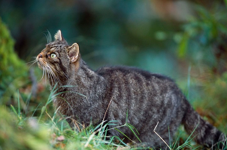 A wildcat standing in a lush woodland. 