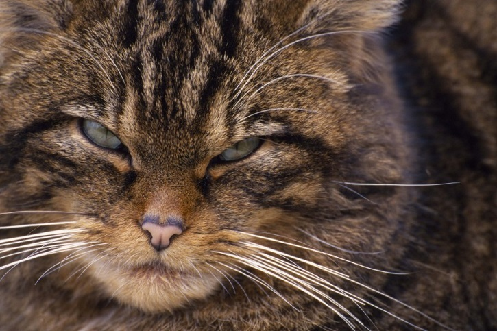 An up close picture of the face of a wildcat, with one eye partially closed. 