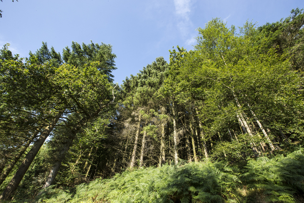 Green trees growing on a very steep slope under a blue sky