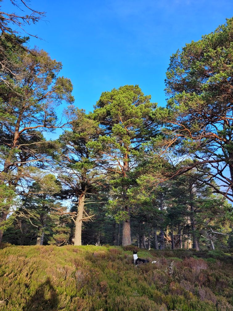 Tall pine trees against bright blue sky.