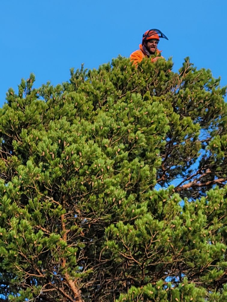 Man in hi-vis jacket hanging to the top of a tall tree