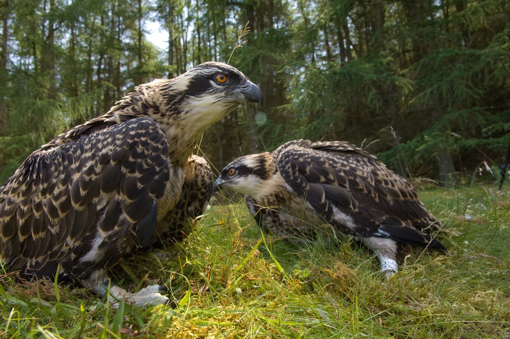 Two young ospreys on the forest floor after being tagged by researchers