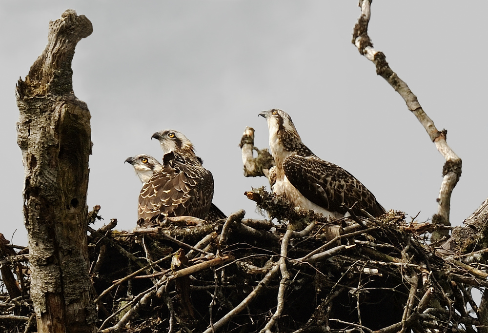 Several osprey chicks in a nest