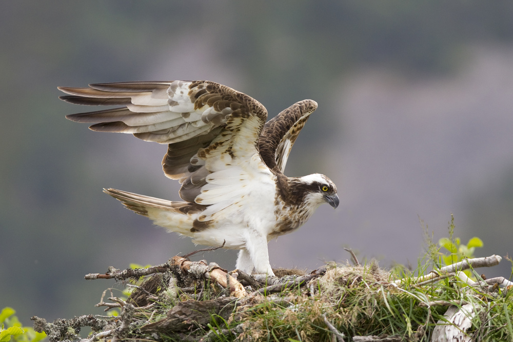 An osprey with spread wings on its nest