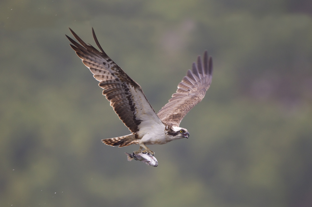 An osprey in flight with a fish clutched in it's talons