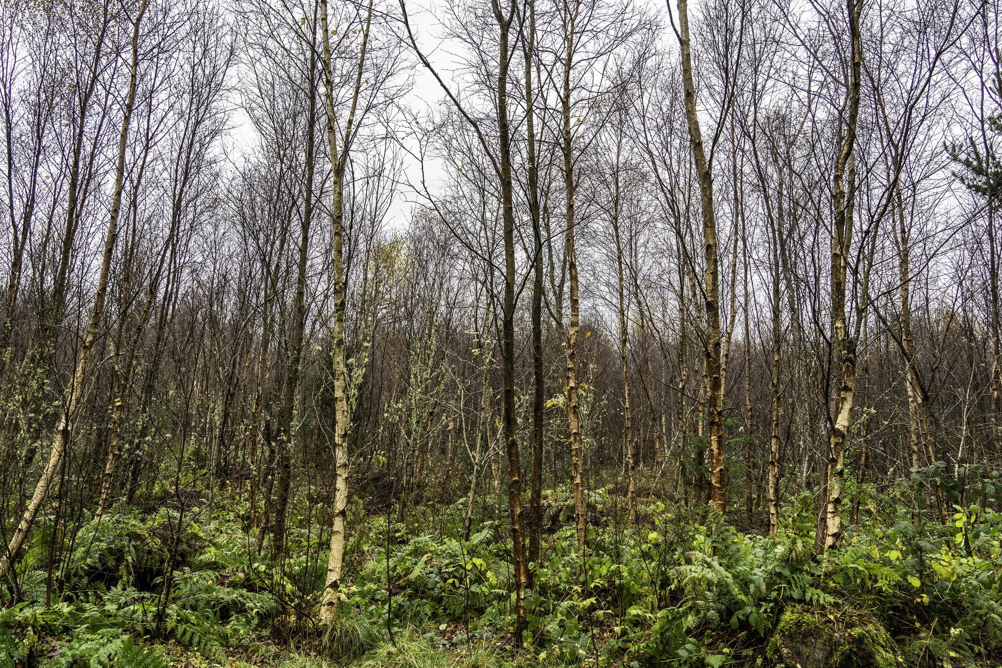 Broad leaf trees in winter with green shrub below