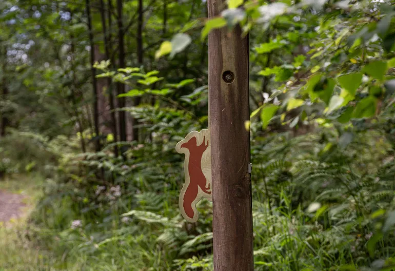 A red squirrel sign on a post in a mixed woodland near a walking path