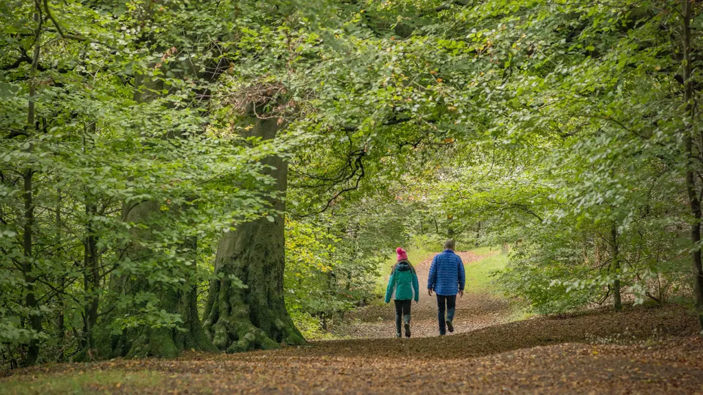 Two people in the distance walking through a forest.