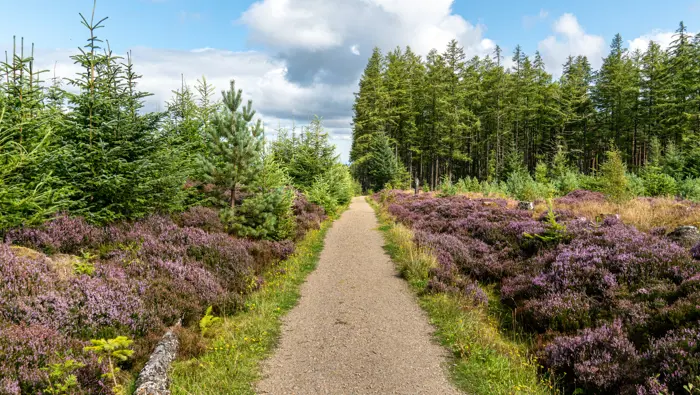 Path surrounded by heather with tall trees in the distance.