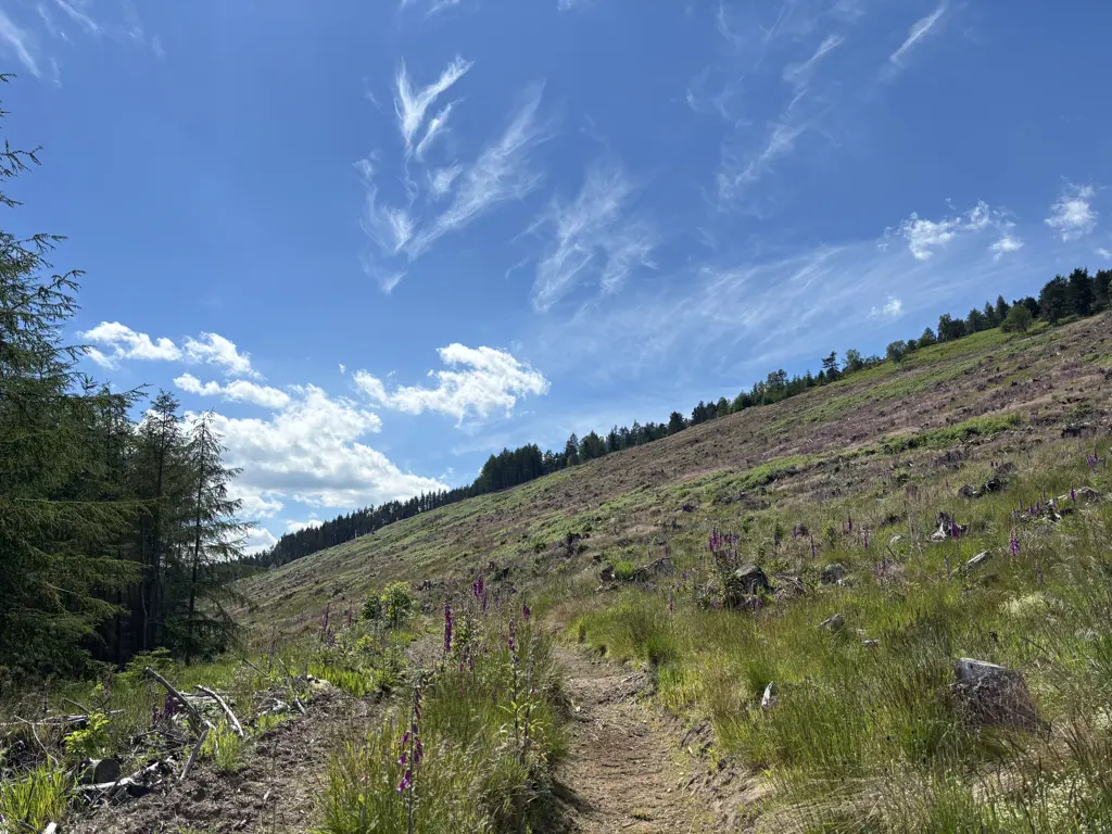 A slope of recently felled trees