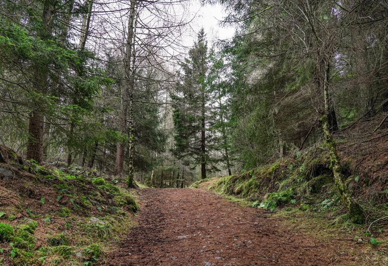 A forest path through a mixed winter forest
