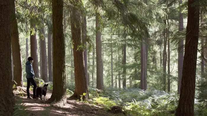 Person and a dog standing in a forest.