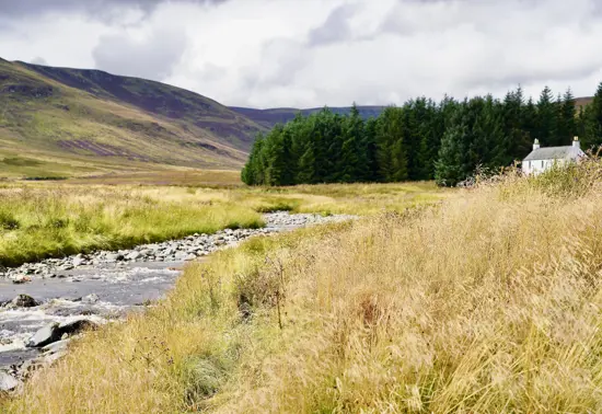 A river leading to a group of conifer trees. Grassy foreground and a single white cottage in the distance.