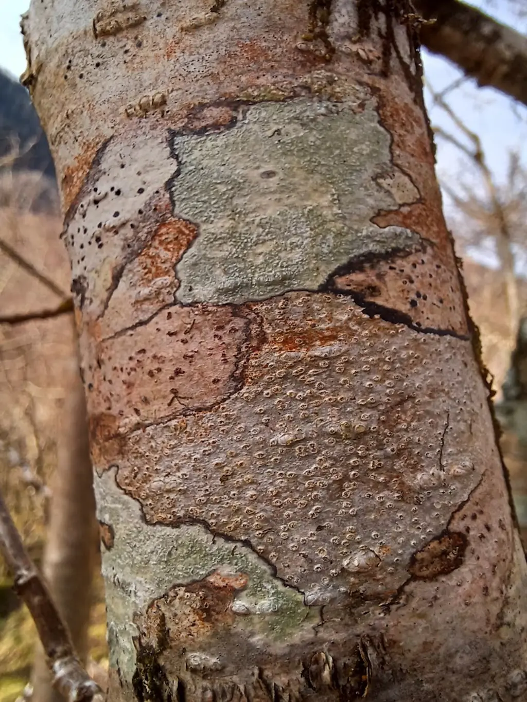 Map and script lichens on a hazel stem.
