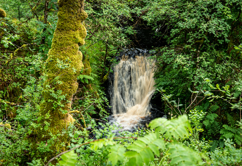  small waterfall in a forest