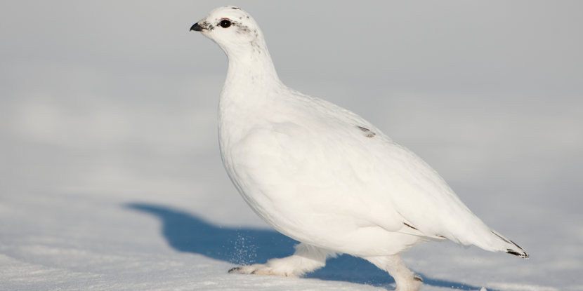Ptarmigan with a winter coat walking in the snow