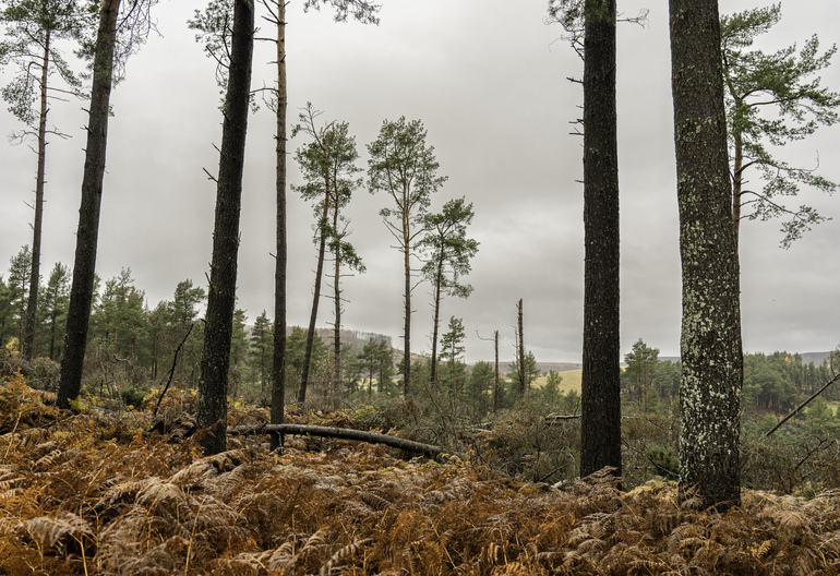 Pine trees in a clearing